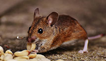 24 Hour & Emergency Exterminators in East Rancho Dominguez, CA